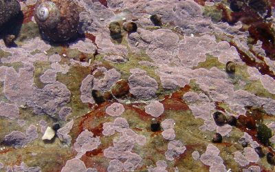 SA coralline algae diversity ‘pops’ following FBIP-SeaKeys study