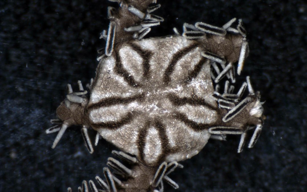 Number of known SA brittle star species escalates by 20%