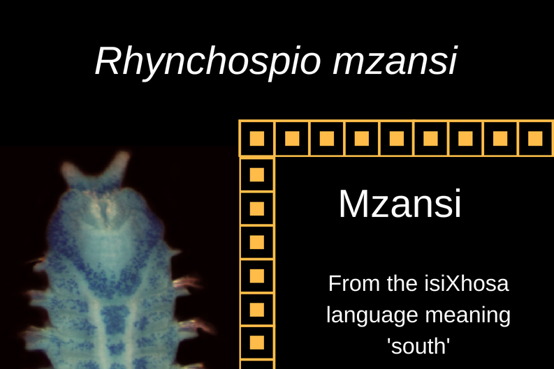 New ‘Mzansi’ polychaete worm discovered by chance