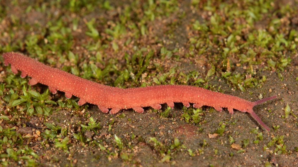 velvet worm