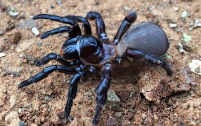 Abnormal development found in Karoo trapdoor spiders