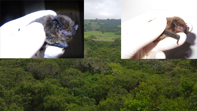 Bat gene flow despite forest fragmentation, SA study finds