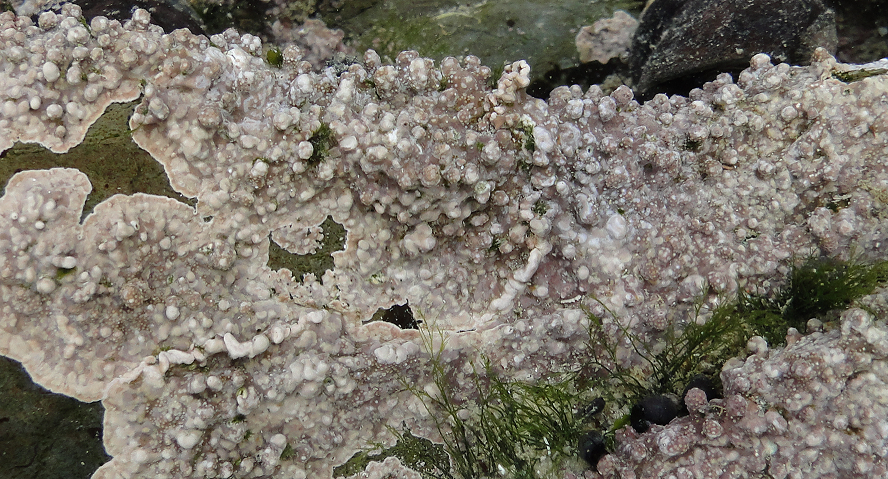 Coralline algae: three ecologically important species uncovered