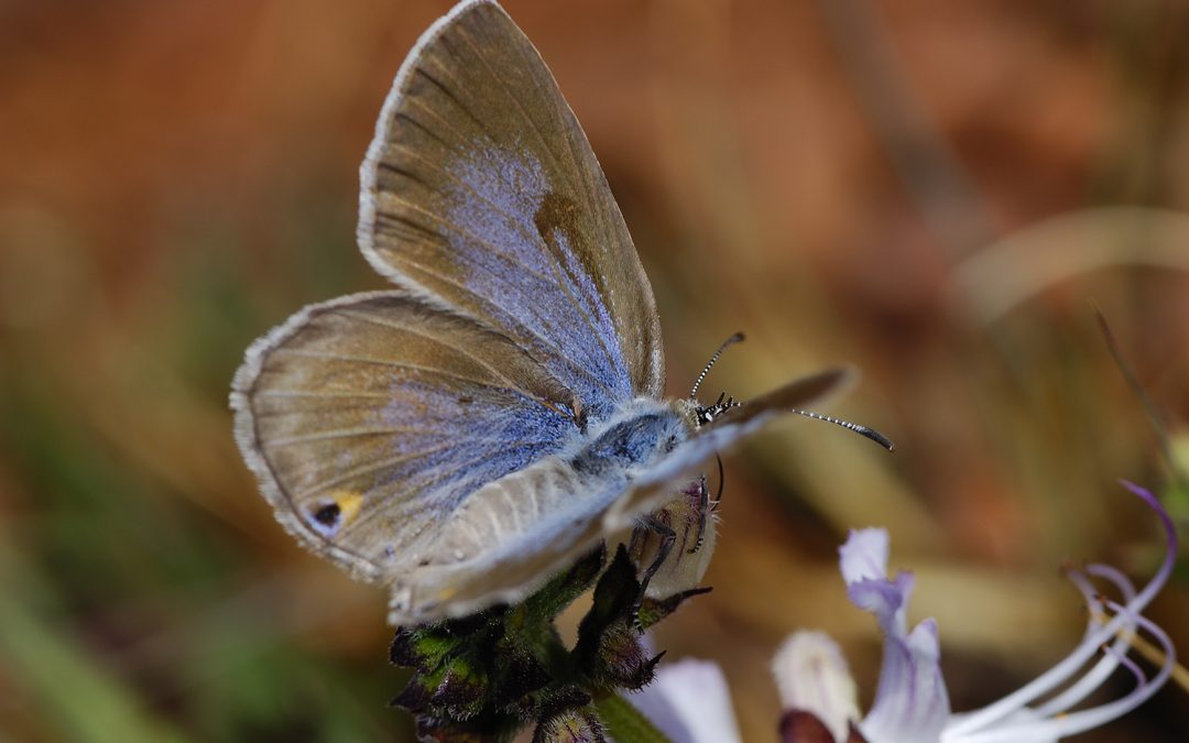 Flapping in arid air: South Africa’s Karoo butterflies