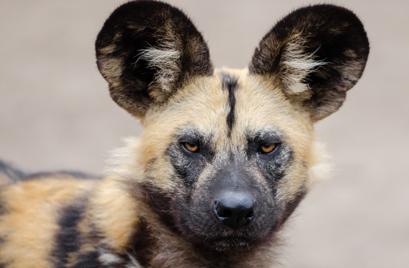 African wild dog populations gnawed by blood parasites