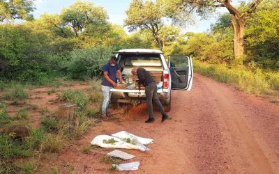 Waterberg Biodiversity Project botanical team haul over 500 plant specimens on first excursion