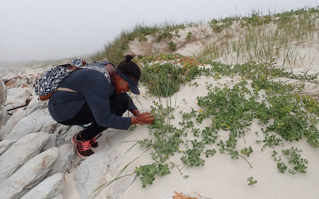 Holding it together: the Cape dune flora