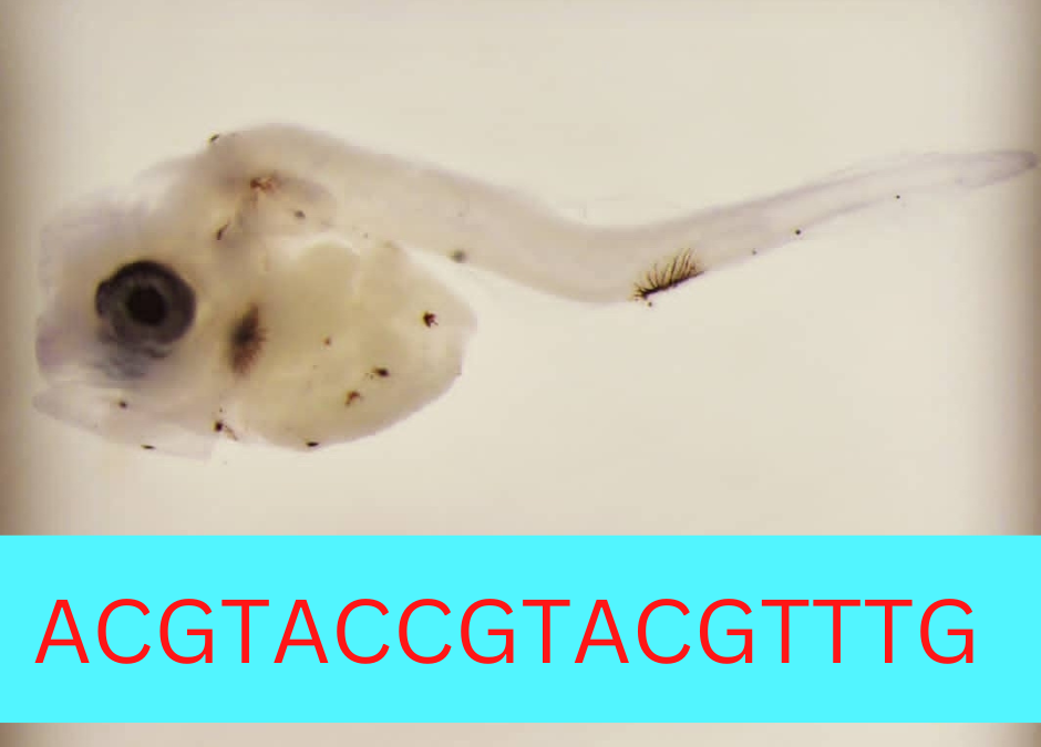 Here’s why a SA researcher is DNA barcoding fish larvae
