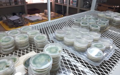 600 “climate indicator” strains deposited into ARC fungi vault