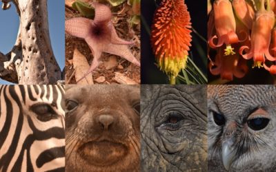 Co-ordinated network of biodiversity biobanks launched for South Africa